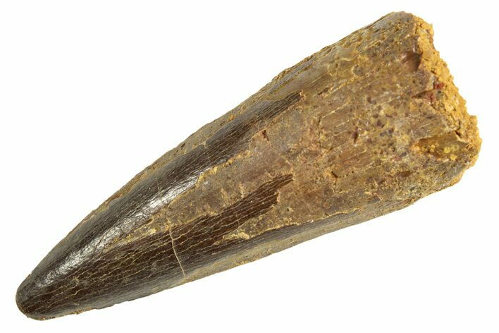 Fossil Spinosaurus Tooth - Real Dinosaur Tooth #344364